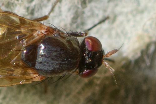 Réf. 335 408 : Calliopum elisae