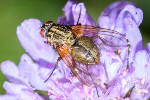 Mydaea urbana