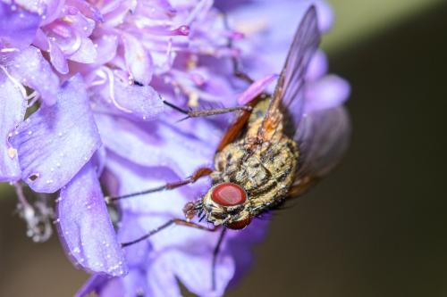 Mydaea urbana