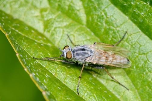 Réf. 335 453 : Acrosathe annulata