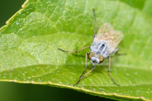 Réf. 335 452 : Acrosathe annulata