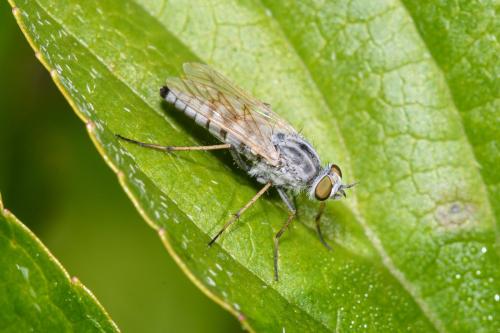 Réf. 335 454 : Acrosathe annulata