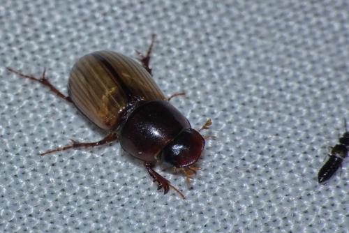 Réf. 335 049 : Bodilus sp.