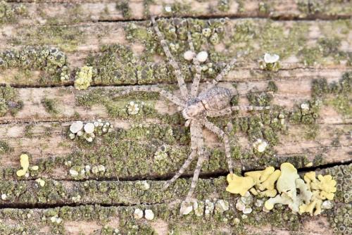 Réf. 335 905 : Philodromus buxi