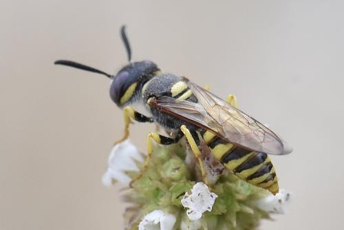 Philanthus triangulum