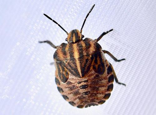 Réf. 335 714 : Graphosoma italicum