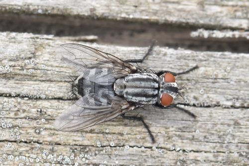 Sarcophaga sp.