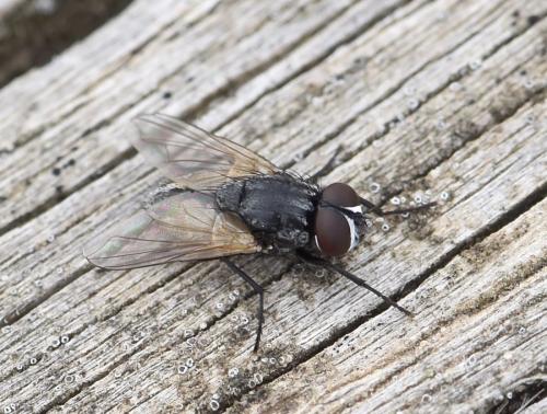 Réf. 335 378 : Musca autumnalis