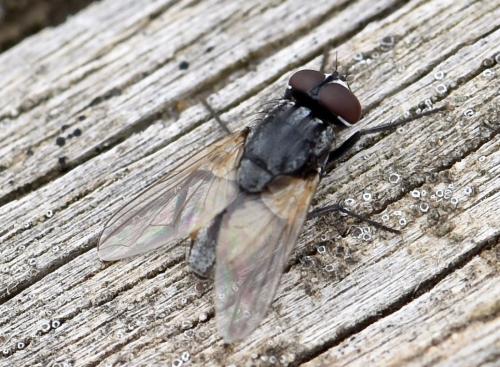 Réf. 335 402 : Musca autumnalis