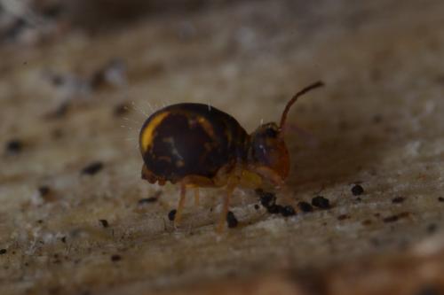 Dicyrtomina violacea