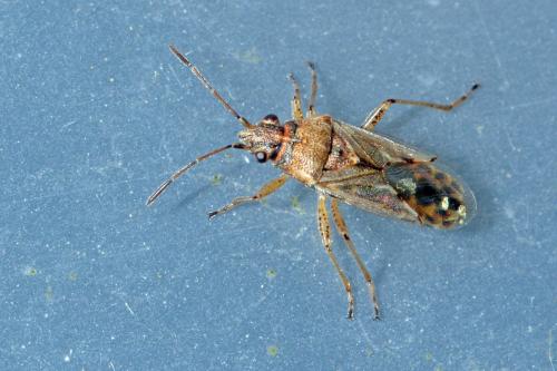 Réf. 335 835 : Nysius sp.