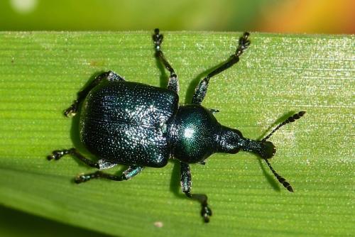 Byctiscus sp.