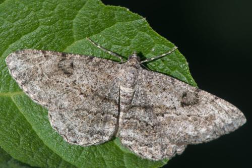 Réf. 335 699 : Peribatodes rhomboidaria