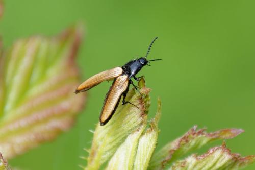Ampedus sp.