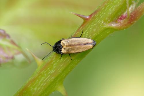 Réf. 335 416 : Ampedus sp.