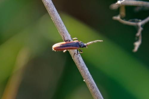 Omalisus fontisbellaquei