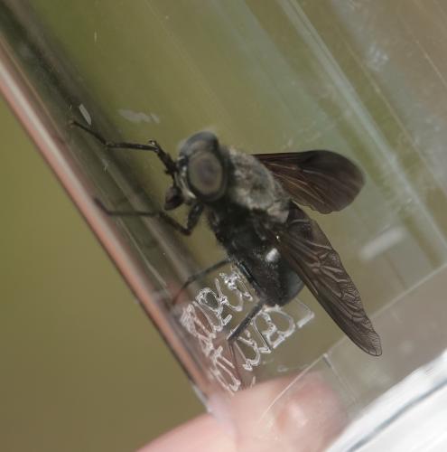 Dasyrhamphis ater