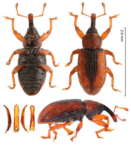 Réf. 335 445 : Dorytomus majalis