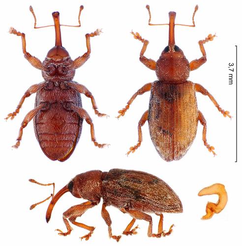 Réf. 335 526 : Dorytomus sp.