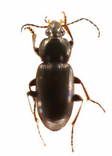 Pterostichus cursor