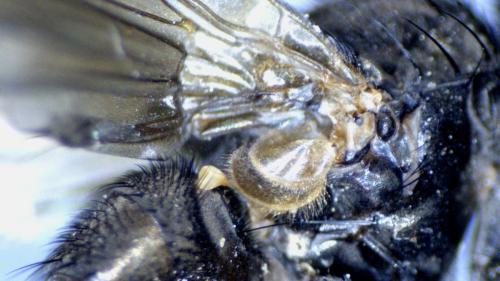 Hebecnema fumosa