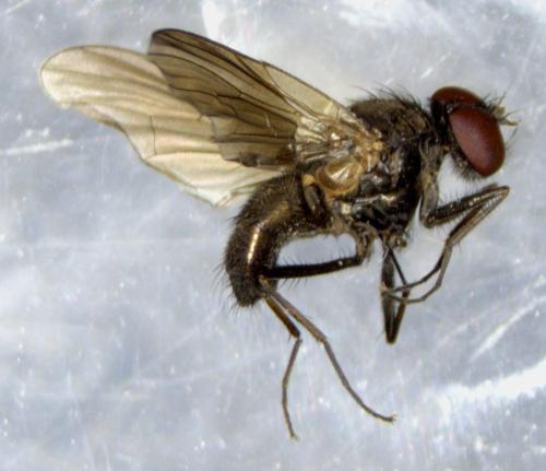 Hebecnema fumosa