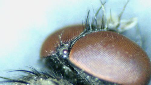 Hebecnema fumosa