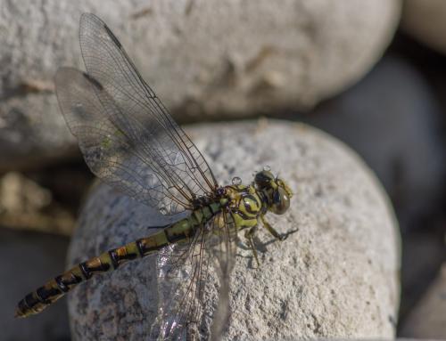 Onychogomphus uncatus