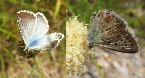 Polyommatus coridon
