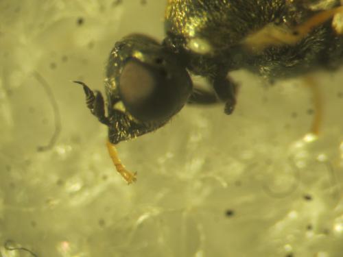 Réf. 335 089 : Nemotelus notatus