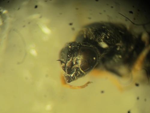 Nemotelus notatus
