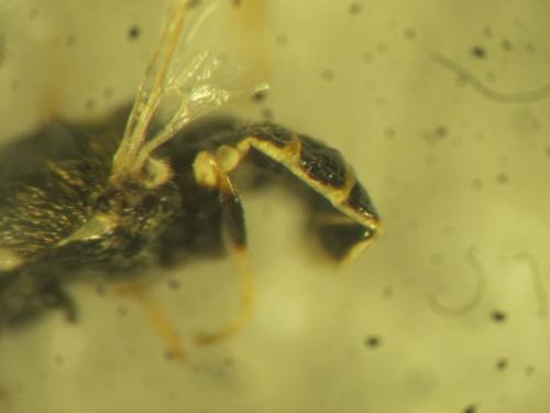 Nemotelus notatus