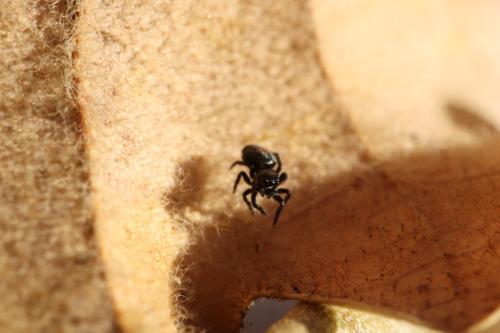 Réf. 335 930 : Chalcoscirtus sp.