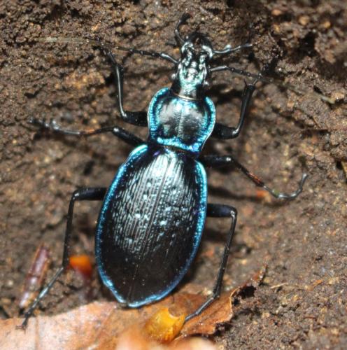 Carabus lefebvrei bayardi