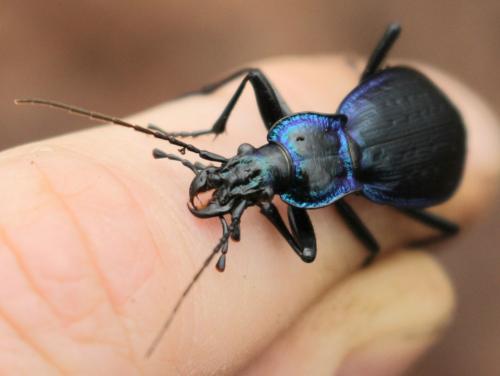 Réf. 335 944 : Carabus lefebvrei bayardi