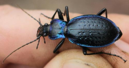 Carabus lefebvrei bayardi