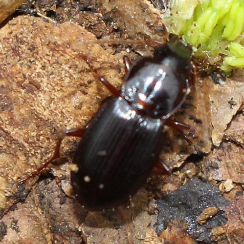 Platyderus neapolitanus neapolitanus