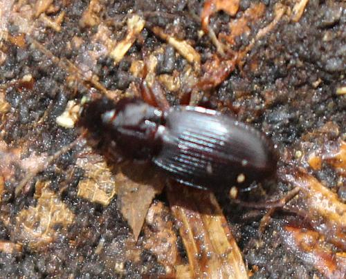 Réf. 335 971 : Platyderus neapolitanus neapolitanus