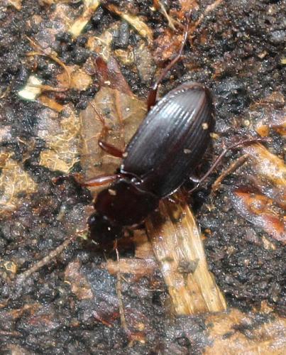 Platyderus neapolitanus neapolitanus