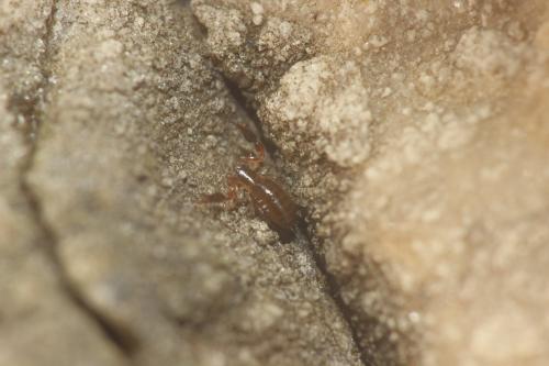 Neobisium sp.
