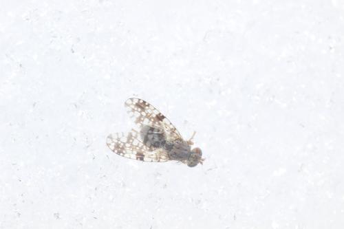 Réf. 335 820 : Tephritis sp.