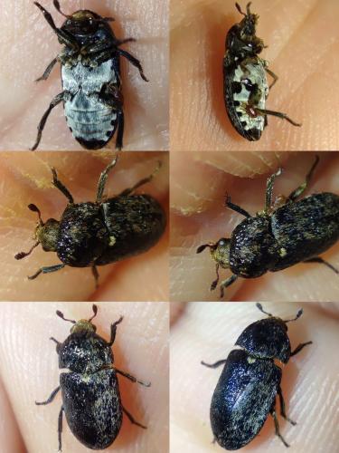 Réf. 335 174 : Dermestes mustelinus