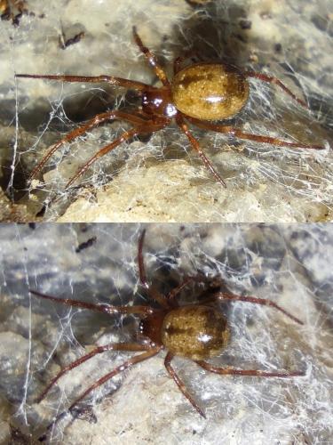 Réf. 335 300 : Enoplognatha sp.