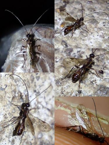 Réf. 335 302 : Wachsmannia spathiiformis