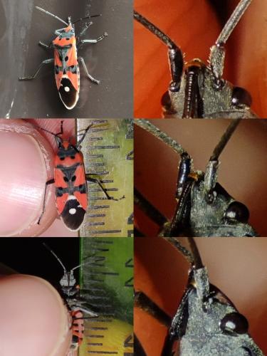 Réf. 335 347 : Lygaeus equestris
