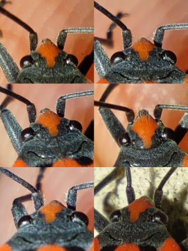 Lygaeus equestris