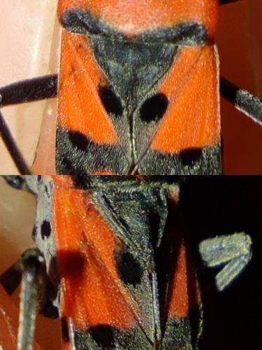 Lygaeus equestris