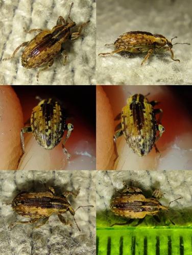 Réf. 335 406 : Hypera postica
