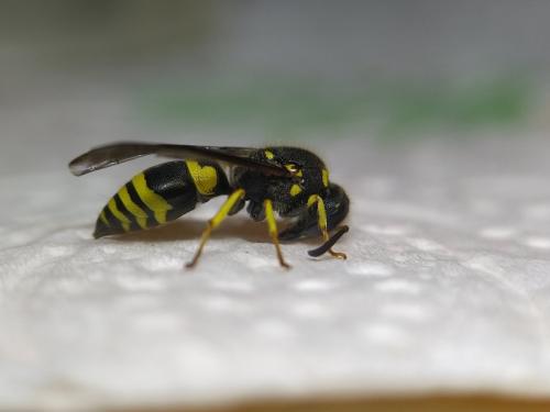 Ancistrocerus nigricornis