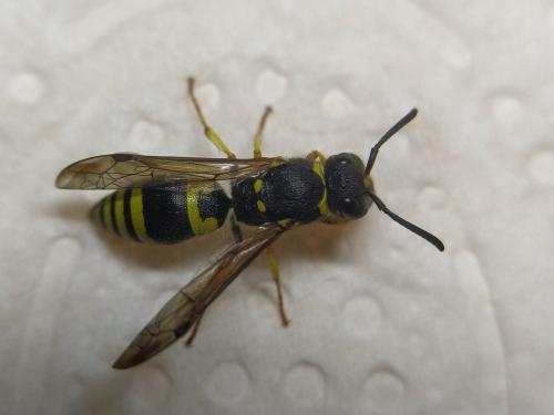 Ancistrocerus nigricornis